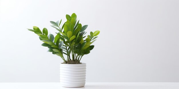 Zamioculcas em vaso de flores brancas em mesa branca conceito de jardinagem doméstica e decoração minimalista