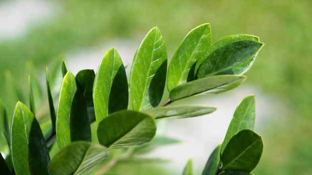 Zamioculcas oder zamiifolia grüner Blattbaum oder jadefarbene und moderne Muster schöne Form für Heimdekoration