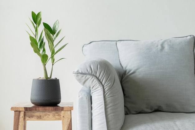 Zamioculcas zamifolia mit Sofa für Haus- und Gartenkonzept