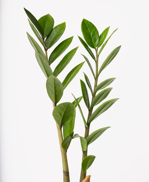 Foto zamioculcas zamifolia ou aroid palm ou arum fern planta exótica de folha verde isolada no fundo branco com traçado de recorte