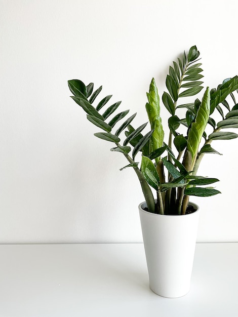 Zamioculcas Zamiifolia em uma panela branca isolada