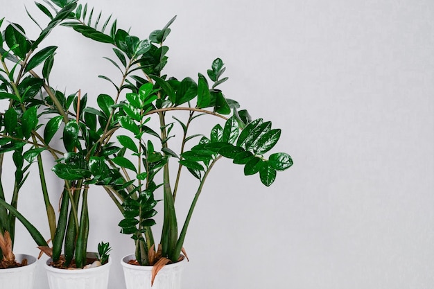 Zamioculcas zamiifolia o árbol del dólar contra una pared gris claro Zanzíbar Joya para decorar su hogar y oficina La idea del espacio interior de la oficina