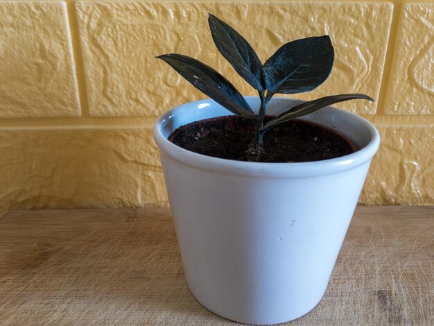 Zamioculcas Zamiifolia Pflanze auf einem Holztisch