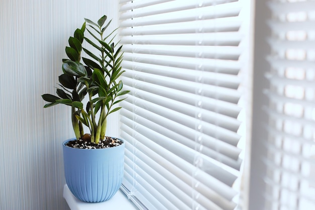 Zamioculcas Zamiifolia una planta en una maceta azul se encuentra en el alféizar de la ventana