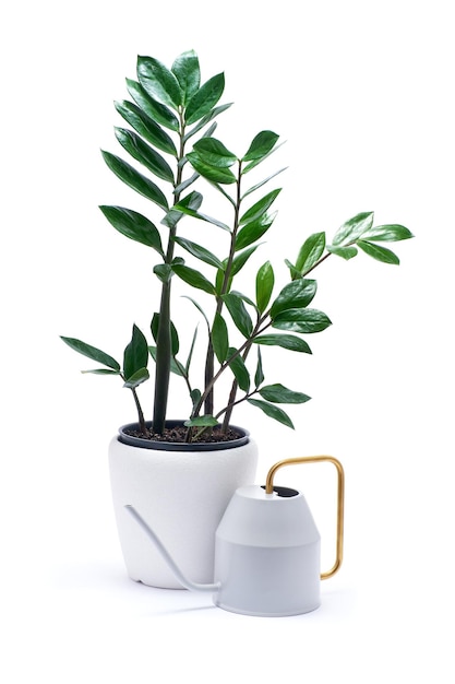 Zamioculcas Zimmerpflanze im weißen Keramiktopf isoliert auf weißem Hintergrund