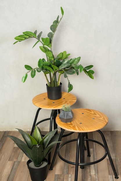 Zamiokulkas de planta linda em casa com maquete de moldura