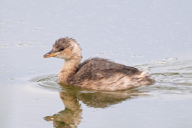 El zampullín chico Tachybaptus ruficollis también conocido como dabchick en aiguamolls emporda girona españa mediterránea