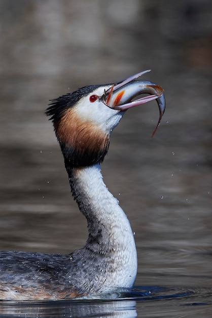 Zampullín Crestado Podiceps cristatus