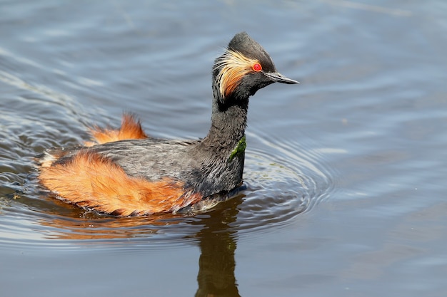 Zampullín de cuello negro nadando en el agua closeup