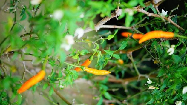 Zanahoria búlgara capsicum annum hot chili pepper planta en un jardín.