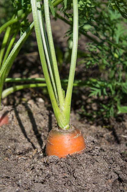 La zanahoria cruda con las tapas está creciendo. Agricultura.