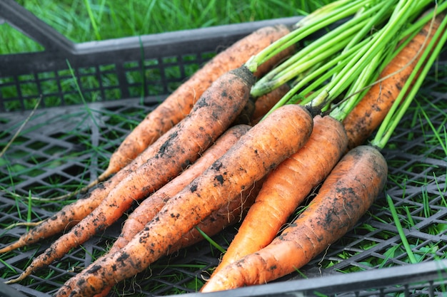 Zanahoria. Un montón de zanahorias sucias yace en una caja de plástico negro sobre la hierba en el jardín. La cosecha en el otoño