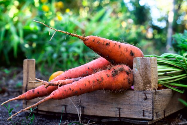 Una zanahoria naranja fresca con tierra se encuentra en una caja de madera