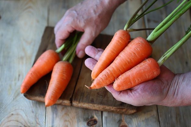 Zanahoria orgánica joven con colas Zanahorias en las manos