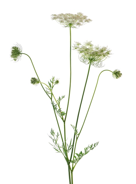 Zanahoria silvestre o Daucus carota flores aisladas sobre fondo blanco Planta de hierbas medicinales