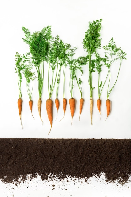 Foto zanahoria sobre el suelo, sección transversal, collage de recorte. planta vegetal sana con hojas aisladas. concepto agrícola, botánico y agrícola.