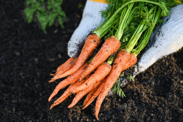 Zanahoria en el suelo con la mano que sostiene zanahorias frescas que crecen en el campo de zanahorias la verdura crece en el jardín en el suelo granja orgánica cosecha producto agrícola naturaleza