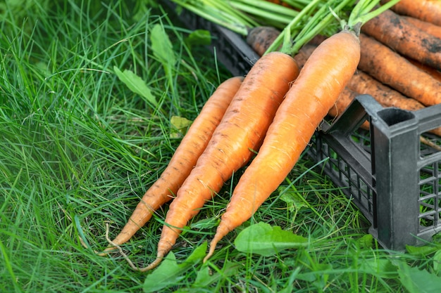 Zanahoria. Zanahorias frescas con verdes en una caja de plástico negra del jardín en la exuberante hierba verde. La cosecha en el otoño