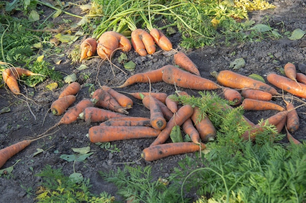 Zanahorias arrancadas del suelo en otoño en el suelo con y sin tapas