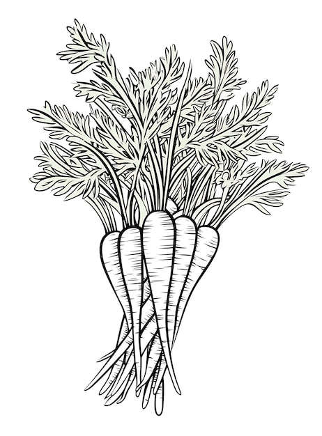 las zanahorias para colorear