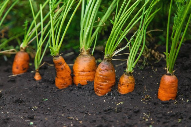 Las zanahorias crecen en el jardín Enfoque selectivo