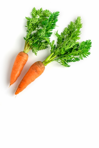 Zanahorias frescas en blanco