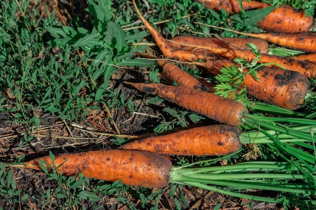 Zanahorias frescas cosechadas en el suelox9