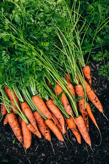 Zanahorias frescas Cosechar zanahorias orgánicas frescas en el suelo