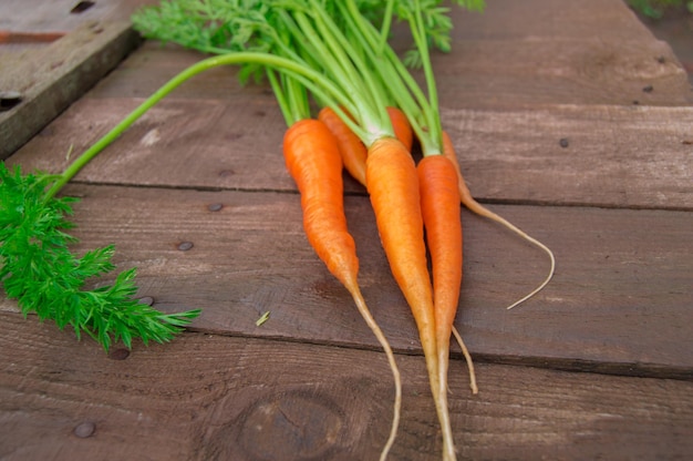 Zanahorias frescas con hojas sobre fondo de madera rústica Enfoque selectivo