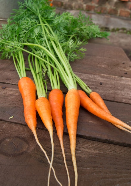 Zanahorias frescas con hojas sobre fondo de madera rústica Enfoque selectivo