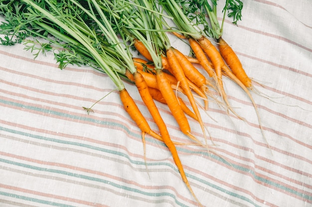 Zanahorias frescas del huerto. Zanahorias pequeñas sobre una toalla blanca. cosecha de zanahorias.