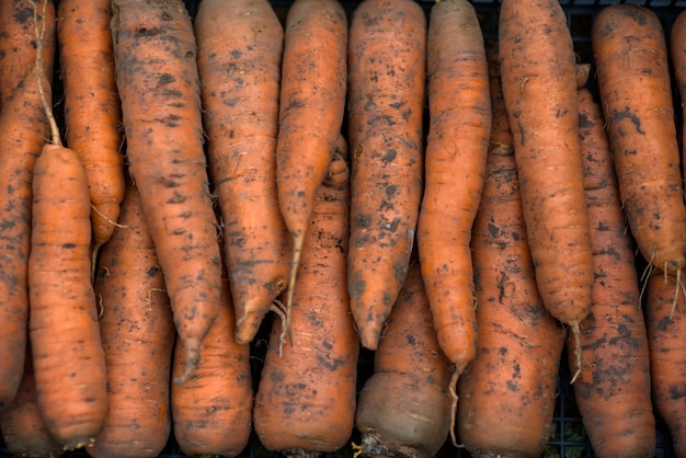 Zanahorias frescas de jardín