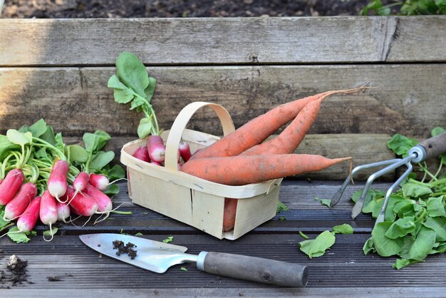 Zanahorias frescas y rábanos en una pequeña canasta con hojas cortadas sobre una plancha con pala en el jardín