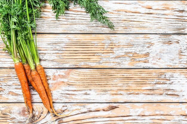 Zanahorias frescas recién cavadas