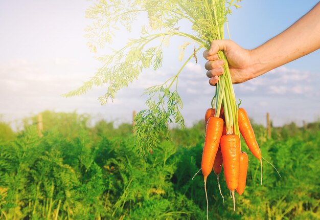 Zanahorias frescas recién cosechadas en manos de un agricultor en el campo Hortalizas orgánicas cosechadas