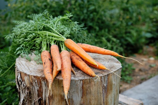 Zanahorias frescas recogidas del jardín.