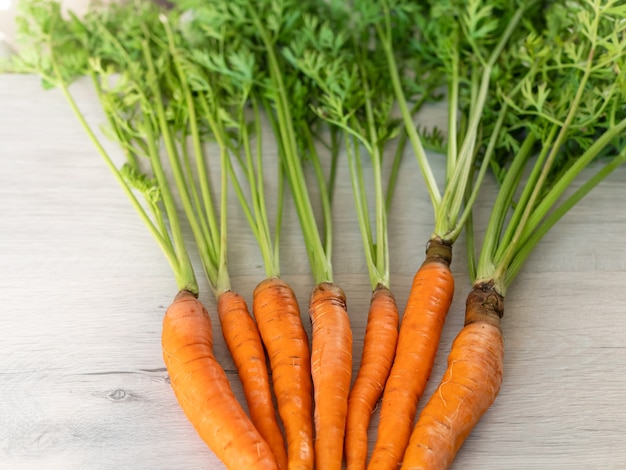 Zanahorias frescas solo del jardín. Zanahorias anaranjadas con tallo verde sobre una superficie clara. Apetitosa verdura saludable.