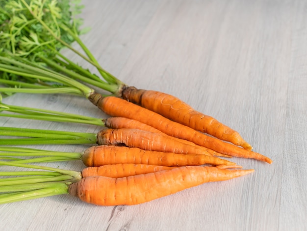 Zanahorias frescas solo del jardín.