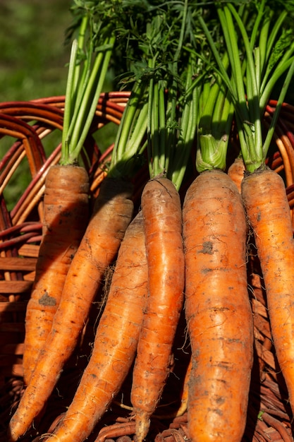 Zanahorias frescas con tapas en una canasta en el jardín en un día soleado. Vitaminas y comida sana. De cerca. Vertical.