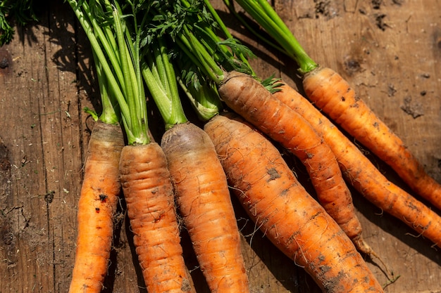 Zanahorias frescas con tapas en el jardín sobre una mesa de madera. Nueva cosecha. Vmtaimny y comida sana. De cerca.