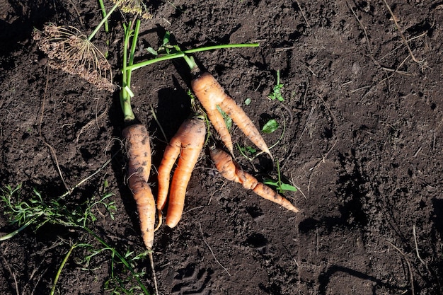 Zanahorias fusionadas inusuales con varias colas Verduras feas Uso para cocinar productos imperfectos