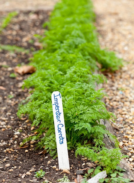 Zanahorias Imperator en el jardín de su casa