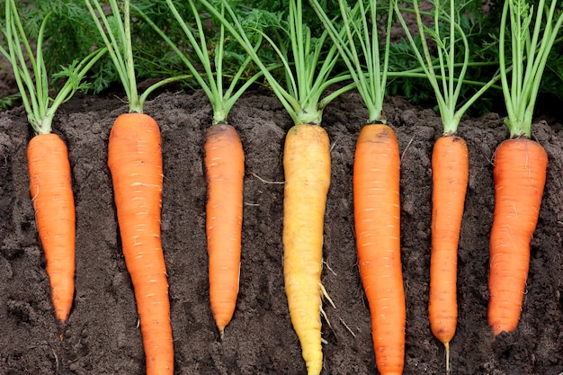 zanahorias jugosas con la parte superior en el suelo