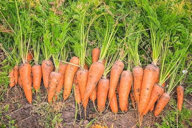 Zanahorias maduras en el jardín