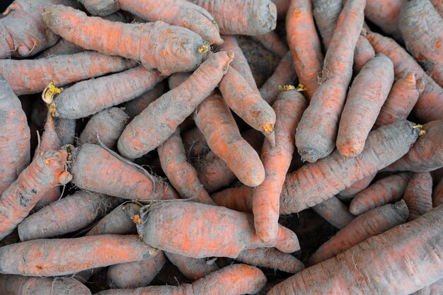 Zanahorias naturales recién cavadas en la arena