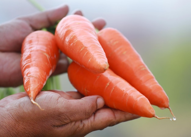 Zanahorias orgánicas frescas recién cosechadas en manos