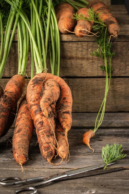 Zanahorias orgánicas frescas sobre fondo de madera