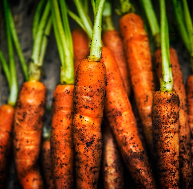 Zanahorias orgánicas frescas