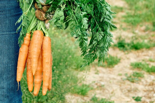 Foto las zanahorias orgánicas naturales maduras recién recogidas en las manos del agricultor