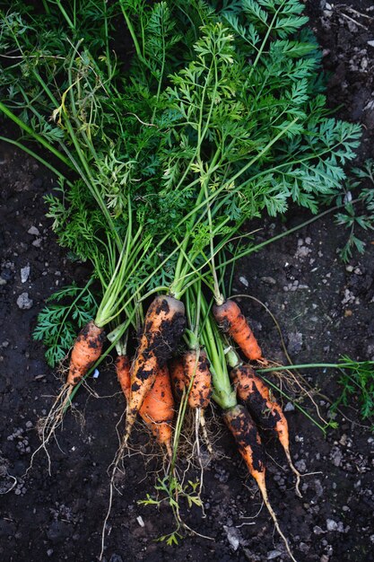 Zanahorias orgánicas en el suelo